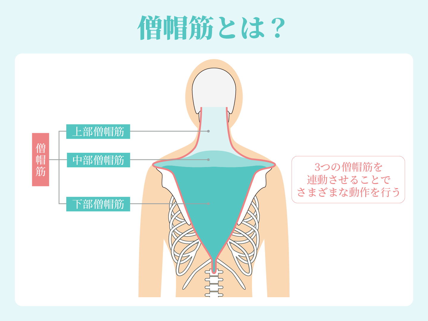 僧帽筋とは？