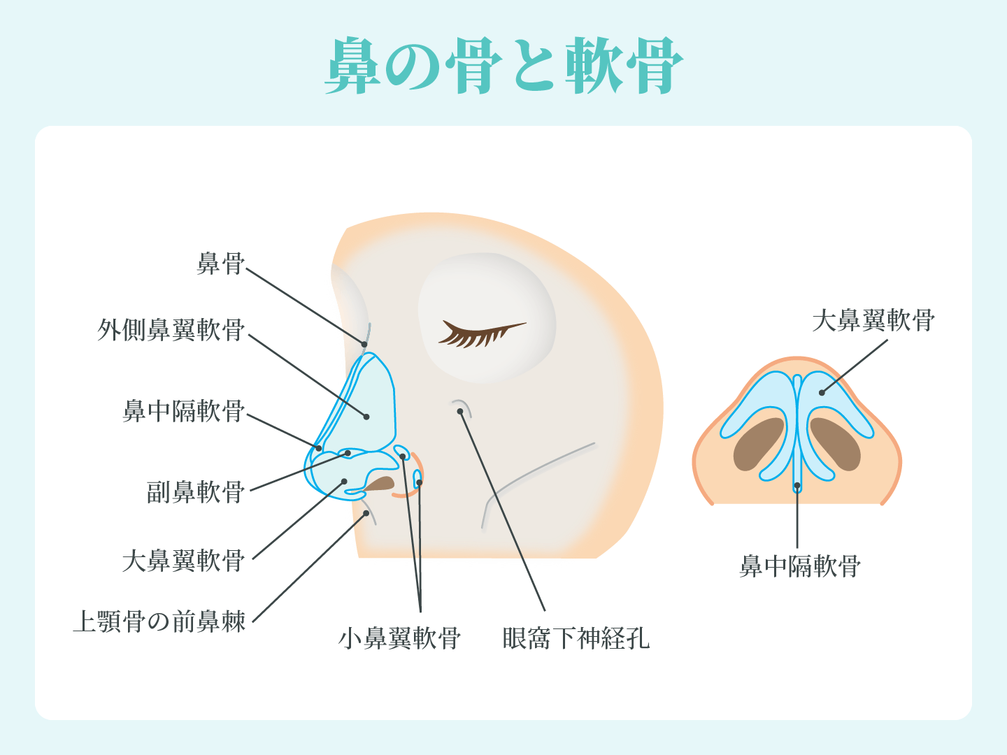 鼻の骨と軟骨