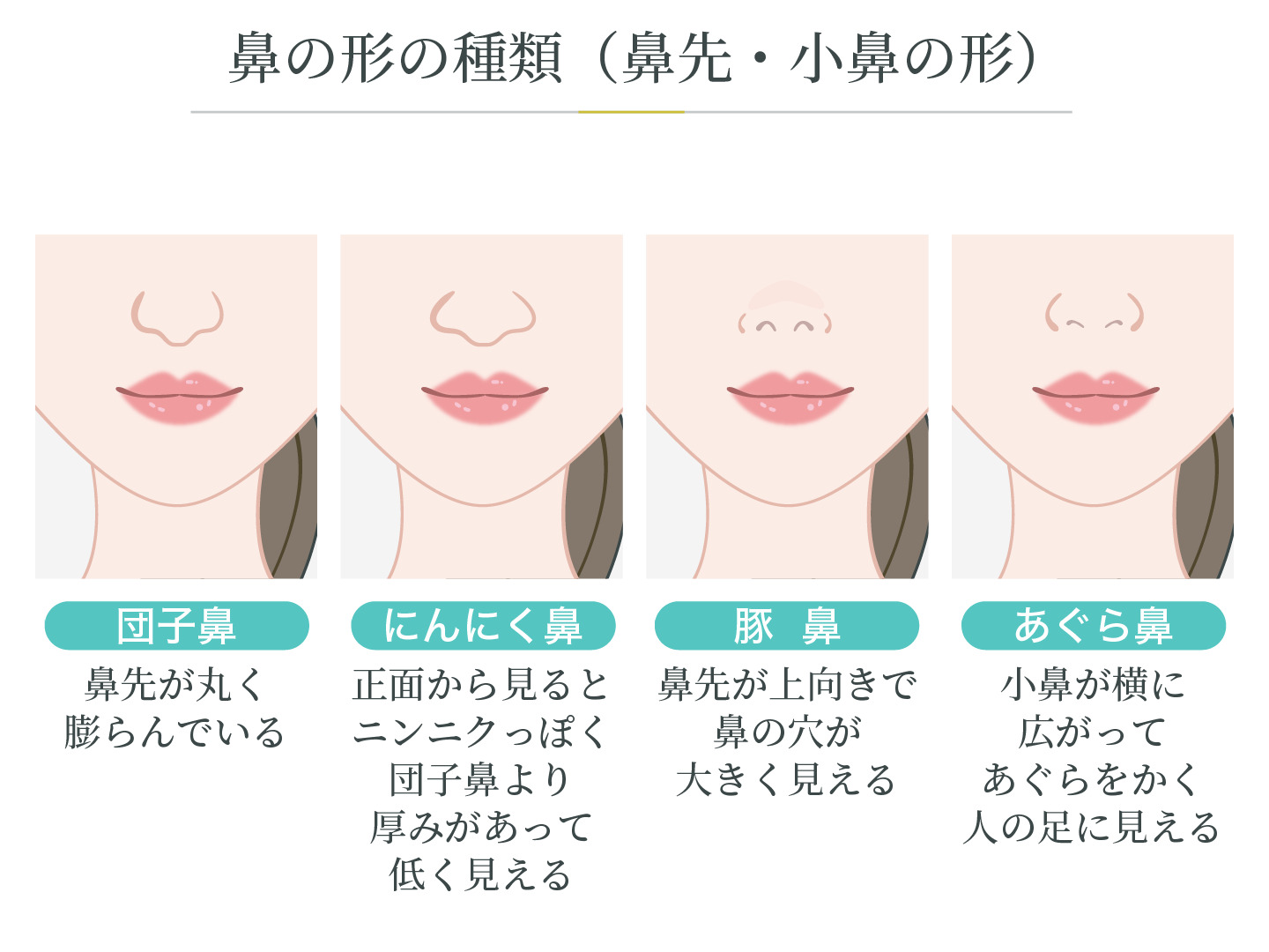 鼻の形の種類（鼻先・小鼻の形）