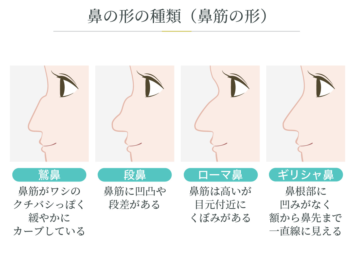鼻の形の種類（鼻筋の形）