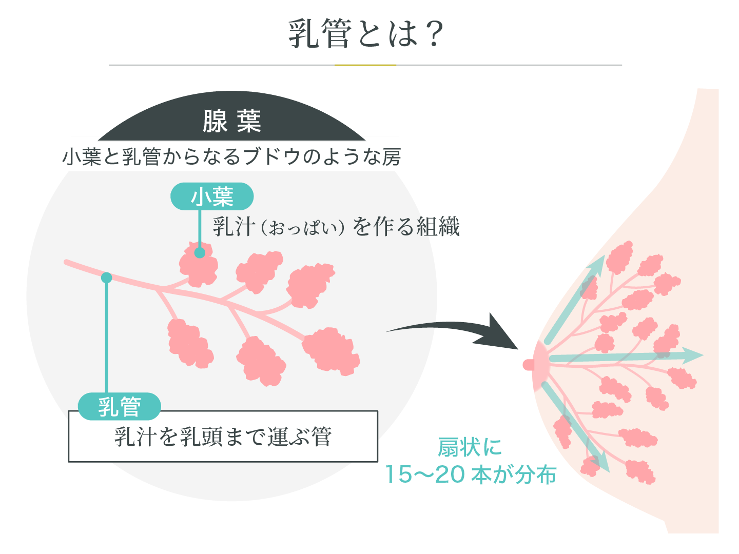 illustration_乳管とは